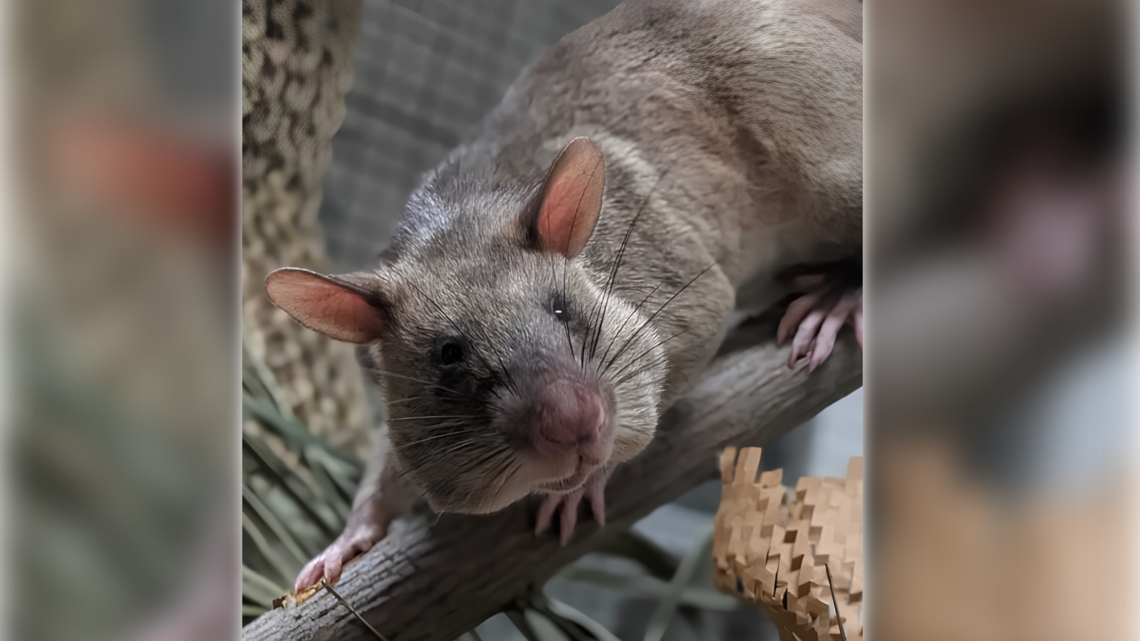 These rats are heroes: Sacramento Zoo’s new rodents can literally sniff out crime
