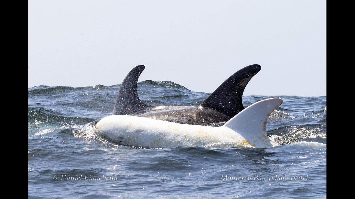 A rare completely white Risso’s dolphin was spotted swimming off the California coast with a pod of more than 1,000 dolphins, according to a whale-watching company.