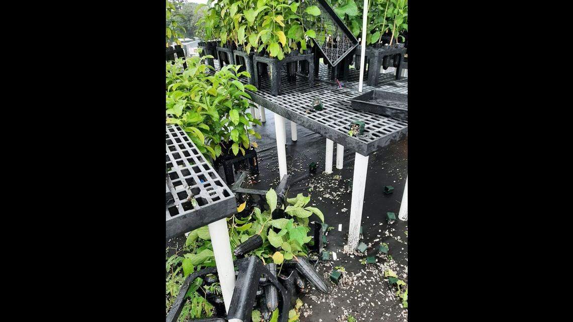 It’s believed the vandals broke into the Waimano greenhouse Friday night and photos shared on Facebook show staff arrived to find rare plants, trees and flowers in piles of dirt on the floor. 