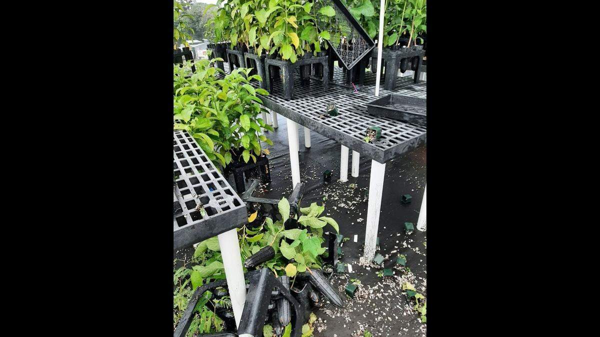 It’s believed the vandals broke into the Waimano greenhouse Friday night and photos shared on Facebook show staff arrived to find rare plants, trees and flowers in piles of dirt on the floor. 