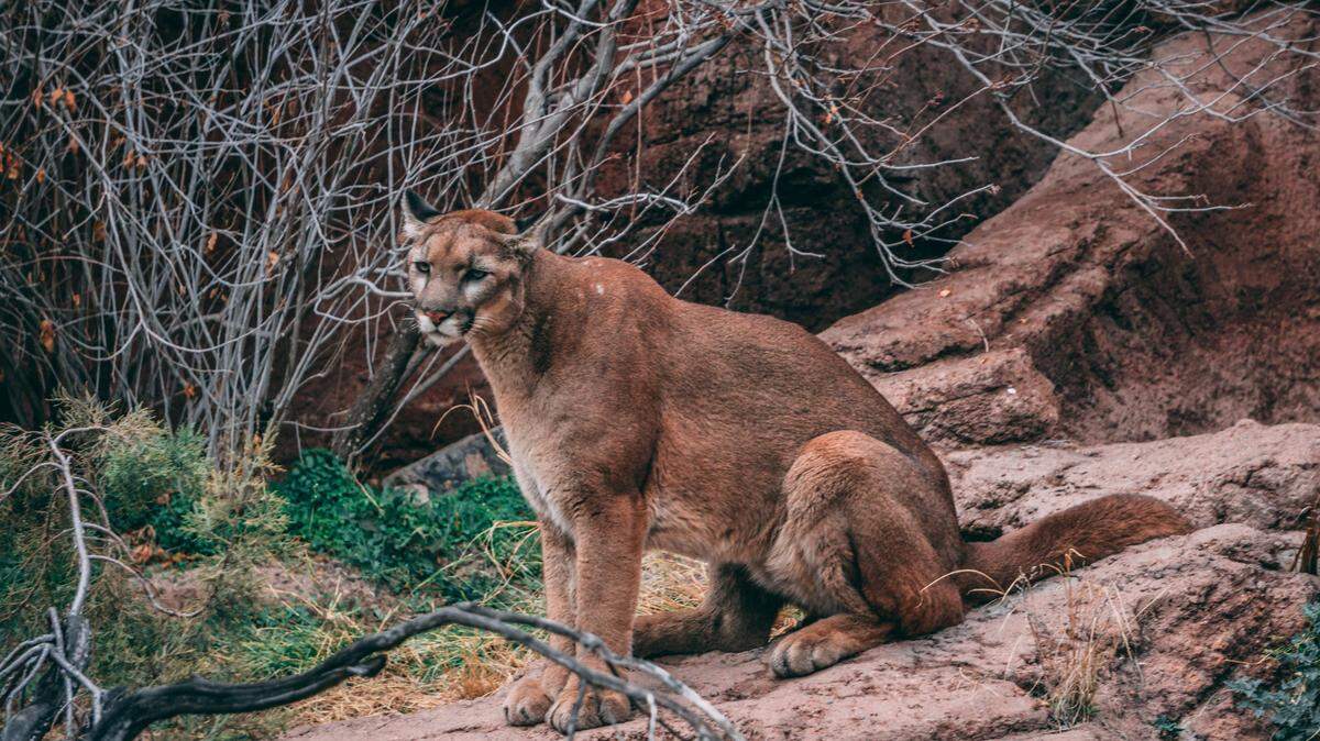 A 60-year-old woman was attacked by a cougar (not the one pictured) Feb. 17 near Fall City, Washington, officials said.