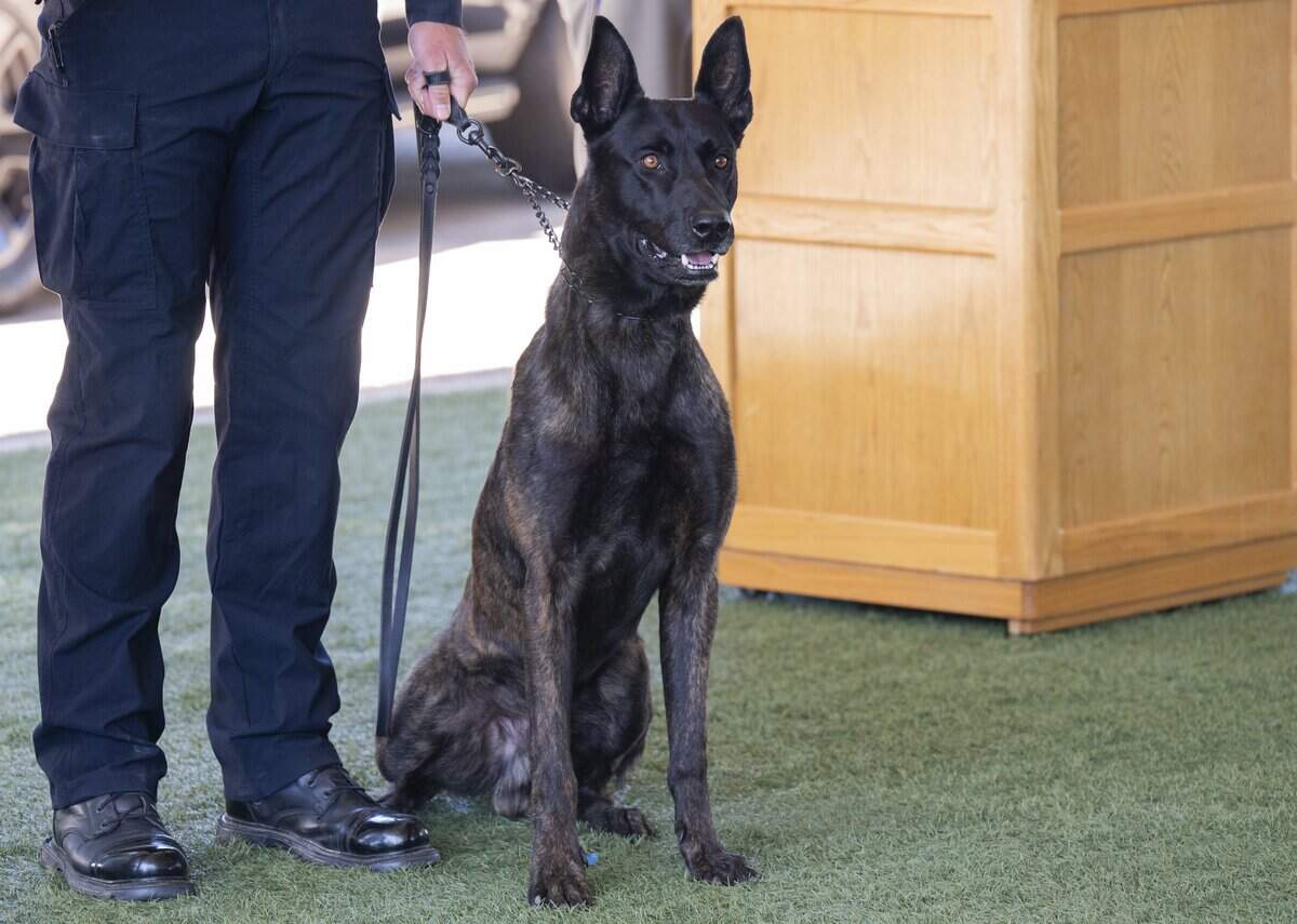 Dutch shepherd Vader and his handler Officer Casey McCarthy graduate from the California Highway Patrol K-9 training center in West Sacramento on Friday, July 10, 2026. The pair will serve in the Valley Division, which includes Sacramento.