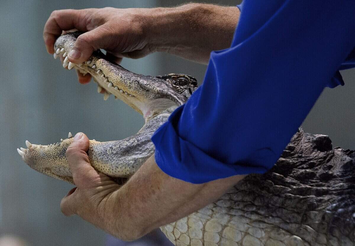Gabe Kerschner of Wild Things Inc. holds open the jaws of an alligator at the Sacramento Reptile Show in 2012.