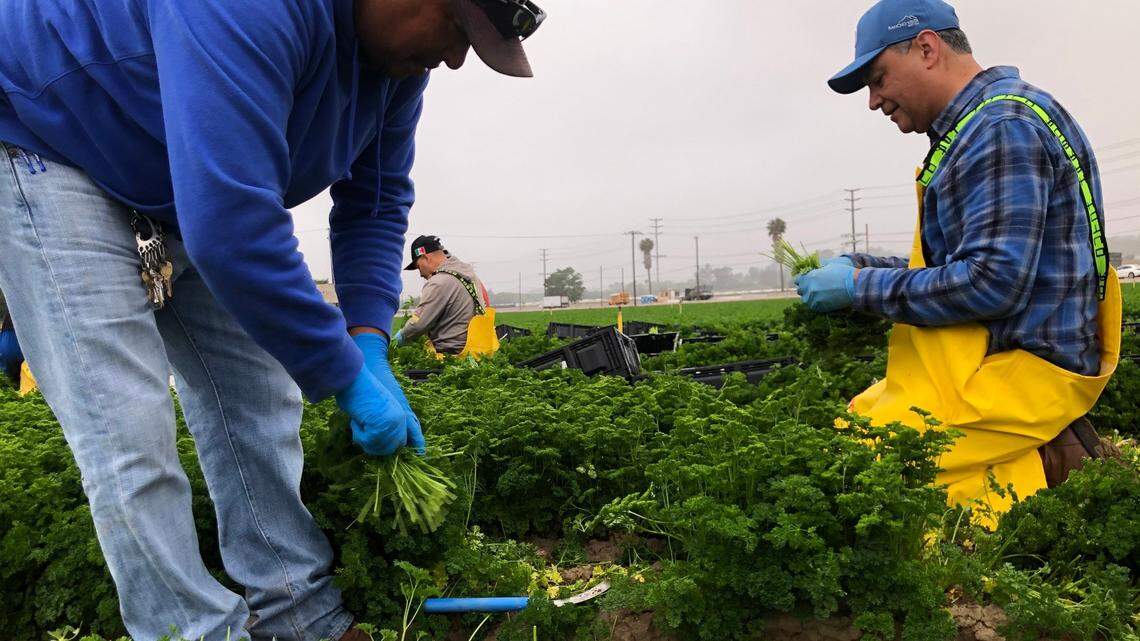 U.S. Senator Alex Padilla (D-California) works in a parsley harvest alongside California farmworkers at Muranaka Farms on Friday, June 3, 2022, as part of the United Farm Workers and UFW Foundation’s ‘Take Our Jobs’ campaign.