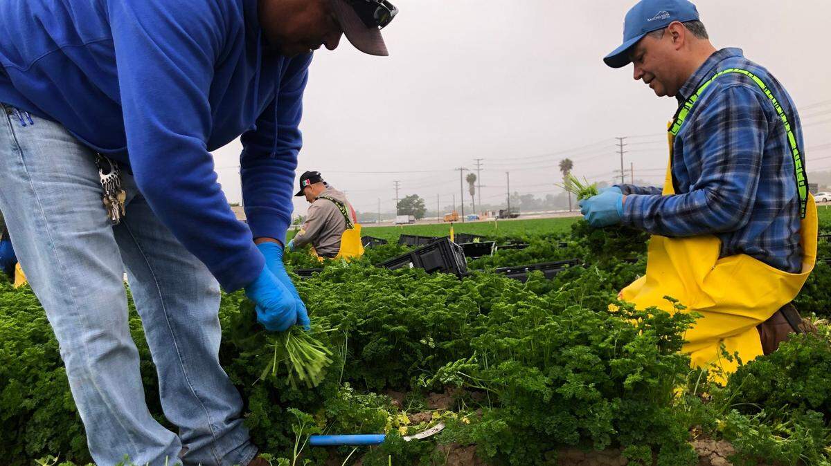 U.S. Senator Alex Padilla (D-California) works in a parsley harvest alongside California farmworkers at Muranaka Farms on Friday, June 3, 2022, as part of the United Farm Workers and UFW Foundation’s ‘Take Our Jobs’ campaign.
