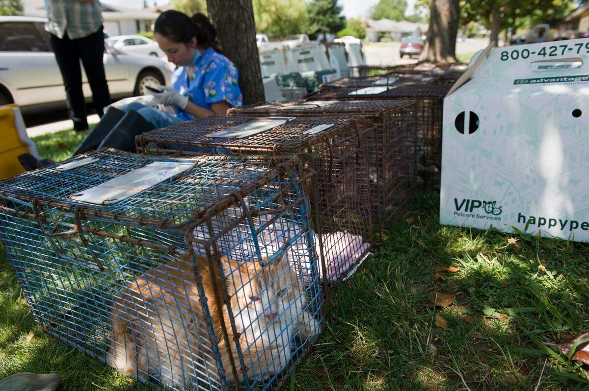 Marisa Fitch, a volunteer with the County animal control, sits among the cages of cats captured in a home in Citrus Heights in 2010. More than 50 cats were living in the home.
