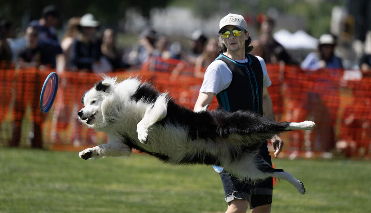 Casper, the border collie, leaps for a flying disc thrown by her owner, Sam Lumley of Roseville, during a Picnic Day event on Saturday, April 18, in Davis