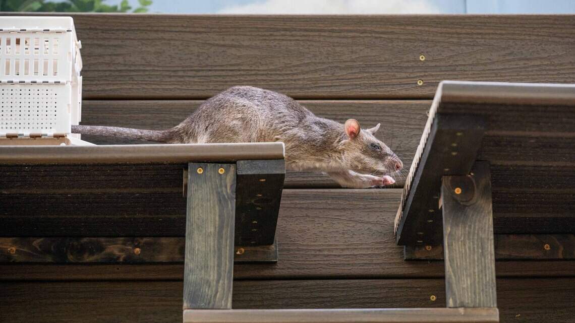 Hero rats debut at Sacramento Zoo, offering first-of-its-kind ‘scent’-sation