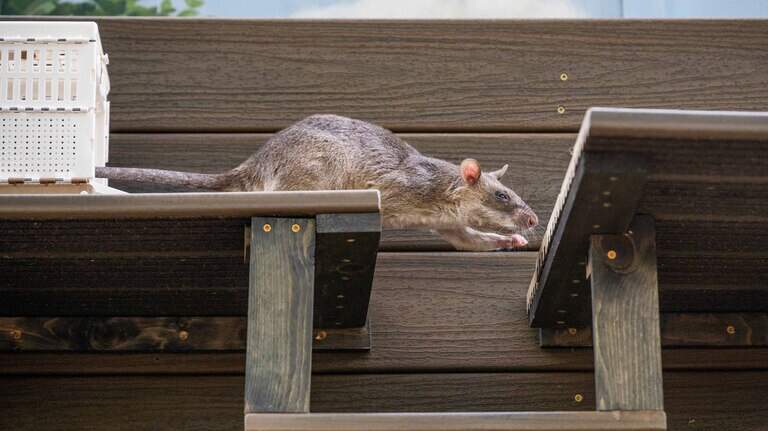 Hero rats debut at Sacramento Zoo, offering first-of-its-kind ‘scent’-sation
