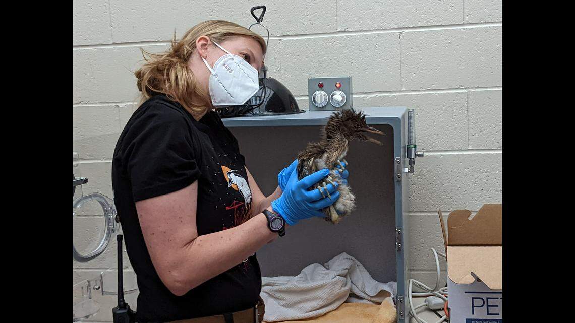 Amber Foley evaluates a black-crowned night heron at the Oakland Zoo Veterinary Hospital.
