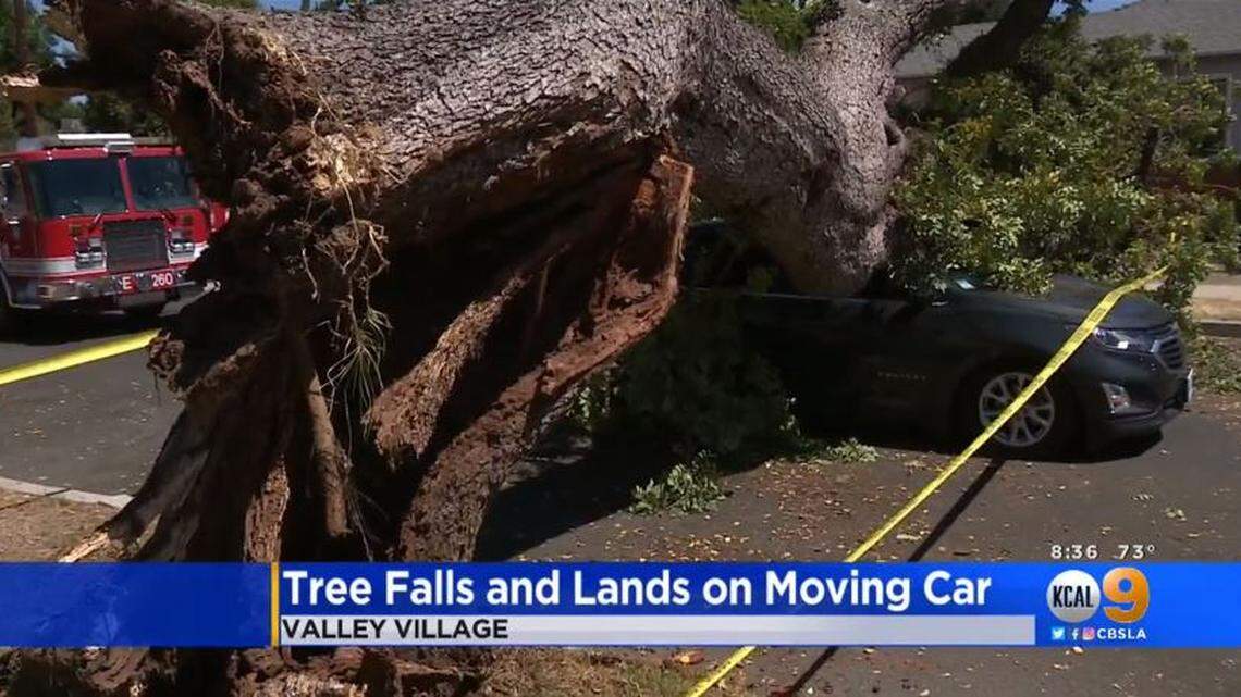 A woman and her dog crawled from the wreckage of a car crushed by a fallen tree Sunday morning as she drove down a Los Angeles, California, street, authorities say.