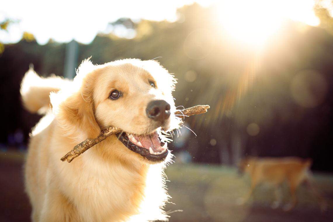 This adorable dog is posing with a stick for stock image company, Getty. Unfortunately, this canine is not competing in The Sacramento Bee’s cutest dog contest.