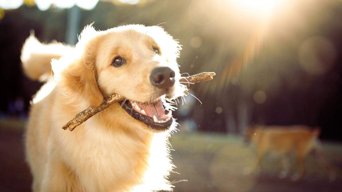 This adorable dog is posing with a stick for stock image company, Getty. Unfortunately, this canine is not competing in The Sacramento Bee’s cutest dog contest.
