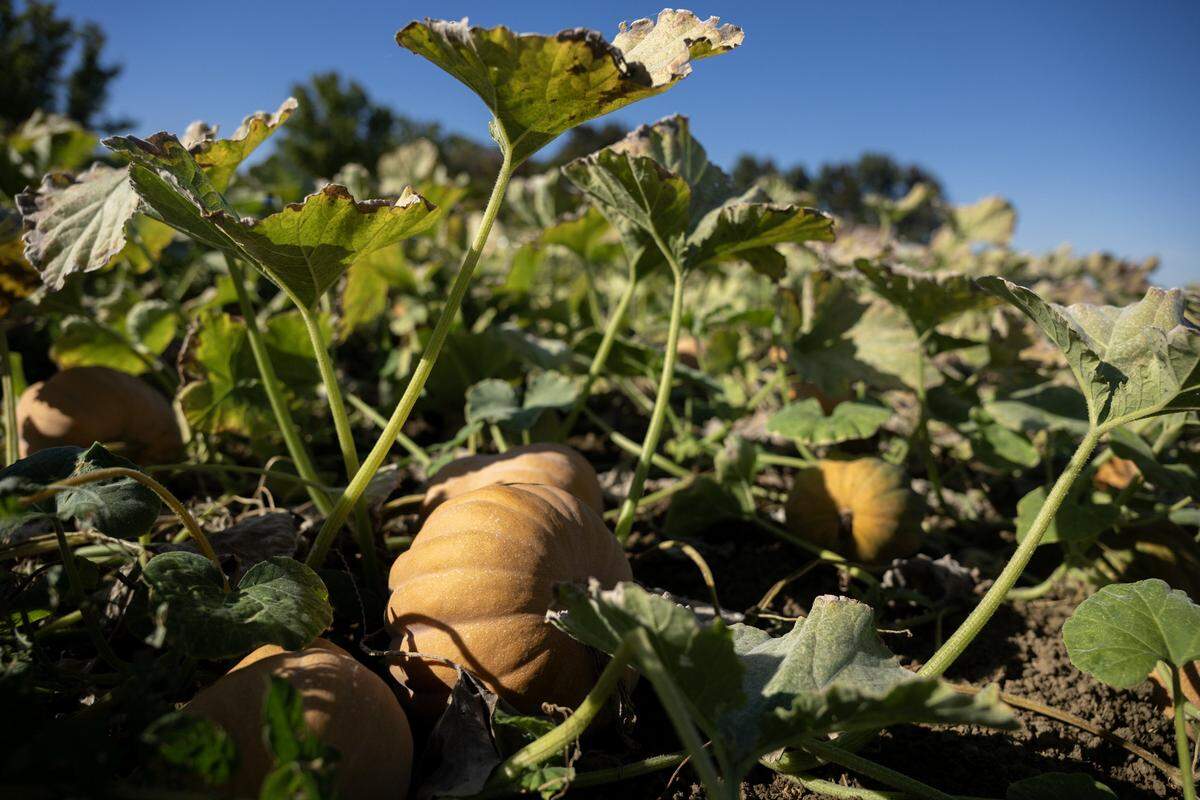 Koginut squash, a small pumpkin that has a velvety texture and rich, nutty flavor, is grown at Durst Organic Growers for Row 7 in Esparto  on Oct. 17.