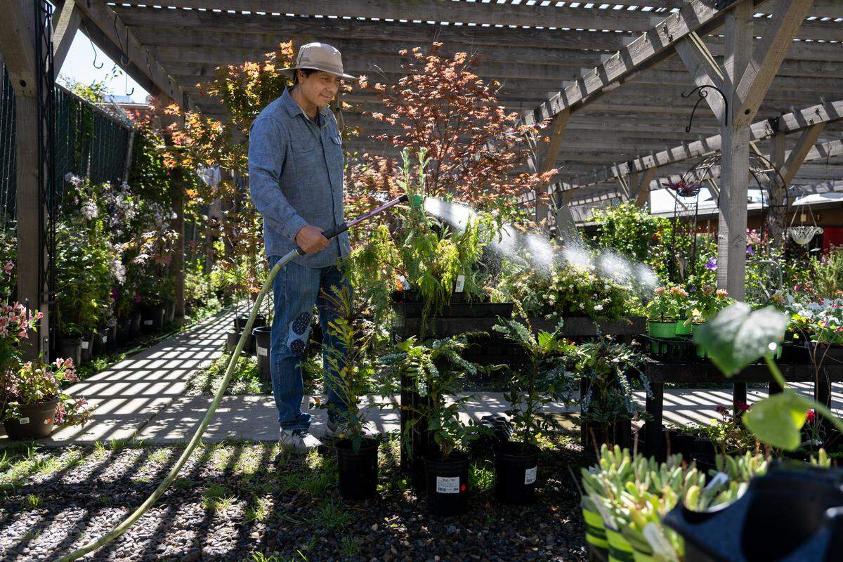Worker Martin Palomar water plants at Talini's Nursery on Tuesday.