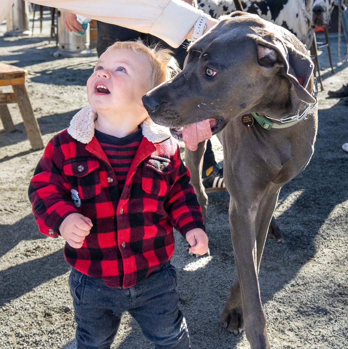 Frankie the Great Dane greets Luther Weakley, 1, during the Sacramento Great Danes Facebook group meet-up at SacYard Community Tap House on Sunday.
