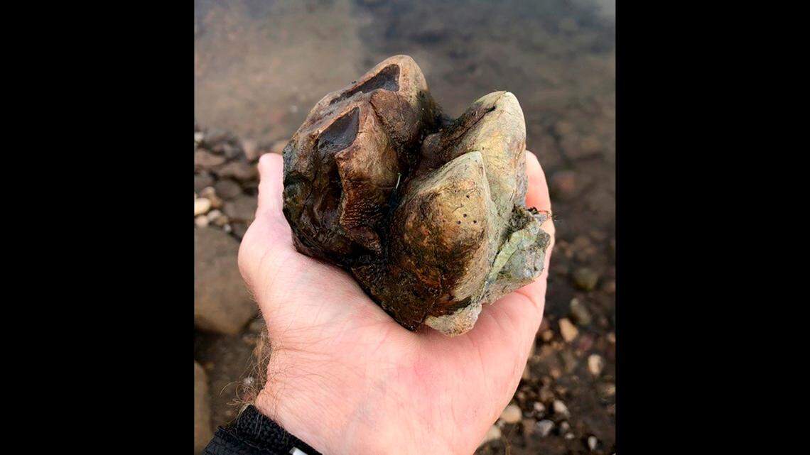 In this photo provided by the East Bay Municipal Utility District, District Ranger Greg Francek holds a molar from a Mastadon that was found in the Sierra Nevada foothills on Jan. 12, 2021. A trove of fossils of prehistoric species was discovered in Northern California.
