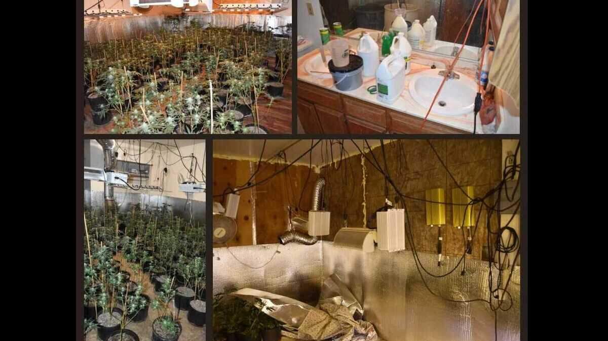 Placer County deputies discovered a large illegal marijuana grow in a Foresthill home that posed a serious fire risk. 