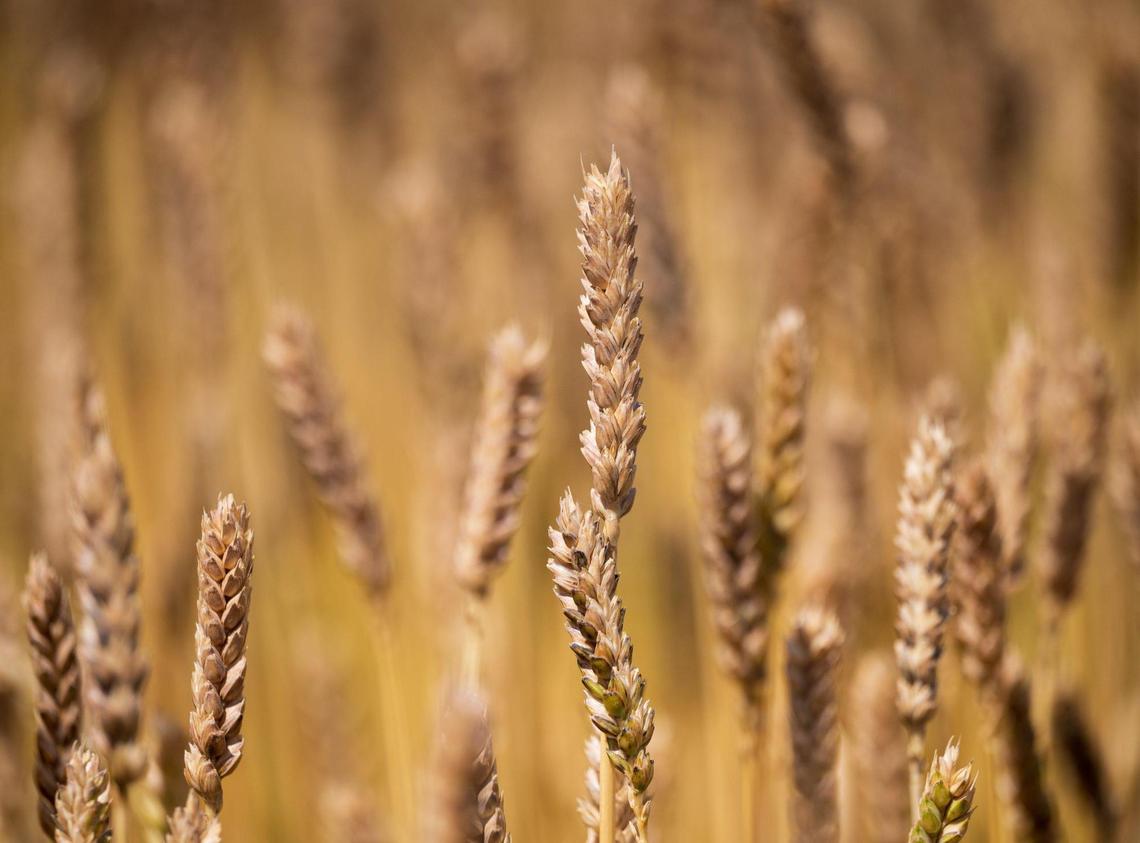 Yolo County farmer Fritz Durst left his 500 acres of rice fields idle this spring and planted spelt and hay.