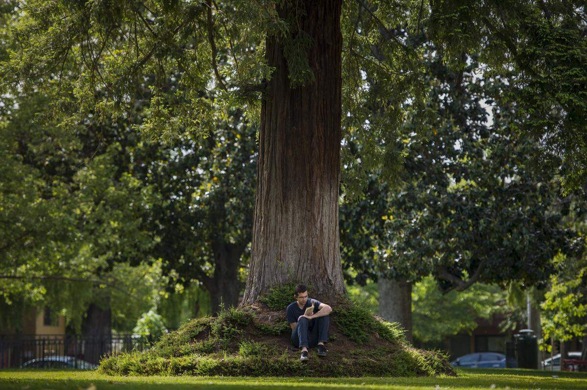 American River College student Joel Swastek finds a comfortable place under a tree to read Oscar Wilde’s “Picture of Dorian Gray” at Fremont Park in Sacramento in 2017.