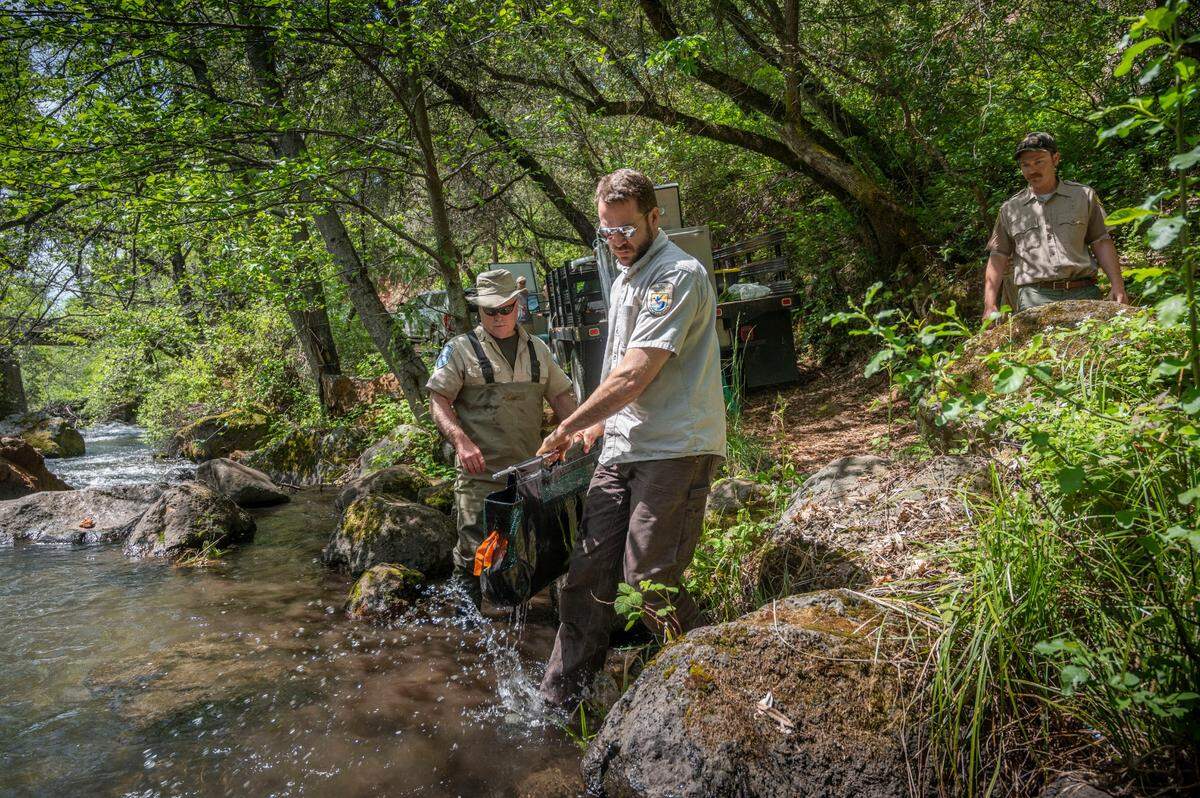 Doug Killam, (left) an environmental scientist with the California Department of Fish and Wildlife follows Charles Stanley, a fish biologist with the U.S. Fish and Wildlife Service, as he prepares to release an adult salmon in the upper reaches of Battle Creek on April 25, in an effort to protect them from extinction during California’s drought. The creek hasn’t seen a salmon run in 100 years.