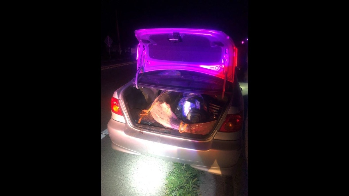 California Department of Fish and Wildlife officials arrested nine men in connection with a sturgeon poaching ring taking place on the Sacramento River near Knights Landing. Officers on March 14, 2022, found an 85.5-inch white sturgeon in the back of suspect Andrew Chao’s vehicle.