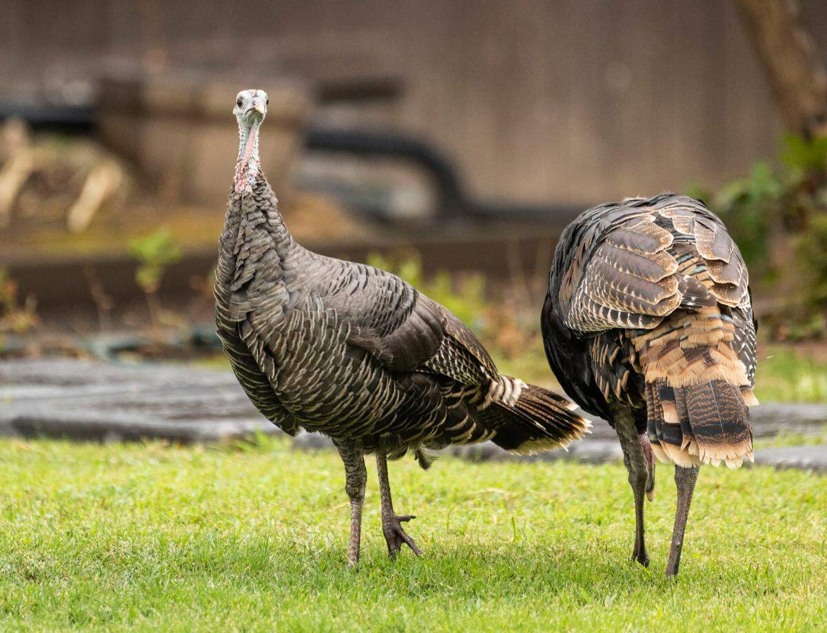 Turkeys forage in the Arden Arcade neighborhood on Wednesday, Sept. 21, 2022.