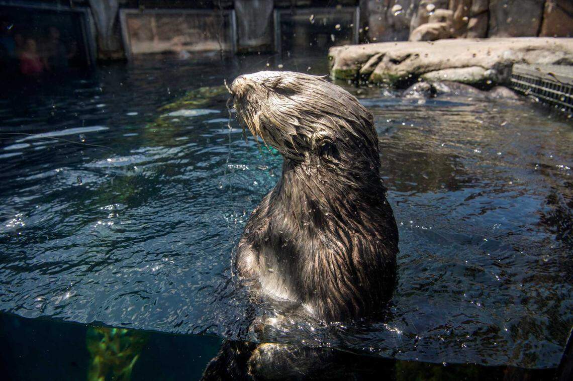 A sea otter at the Monterey Bay Aquarium.