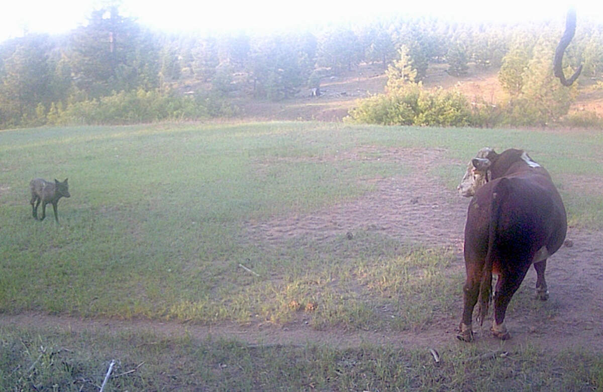 A gray wolf approaches a bull in June 2023.