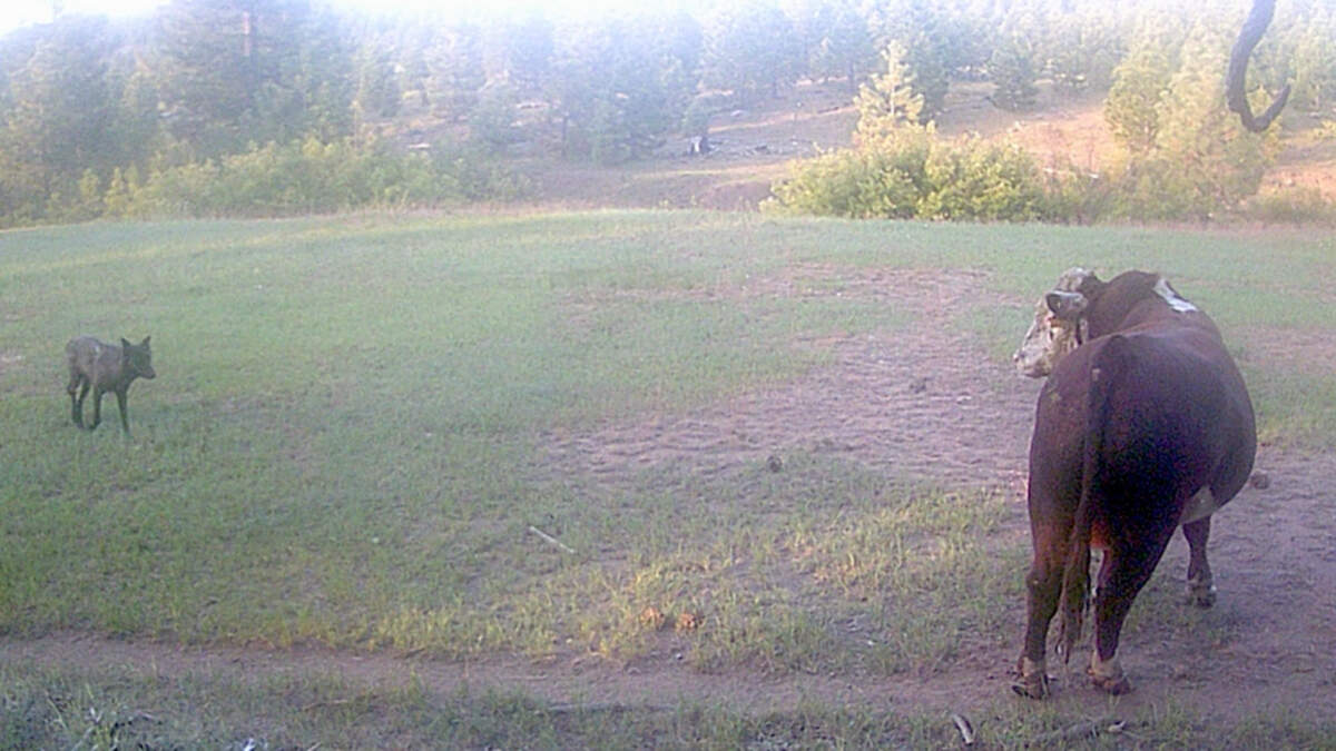A gray wolf approaches a bull in June 2023.