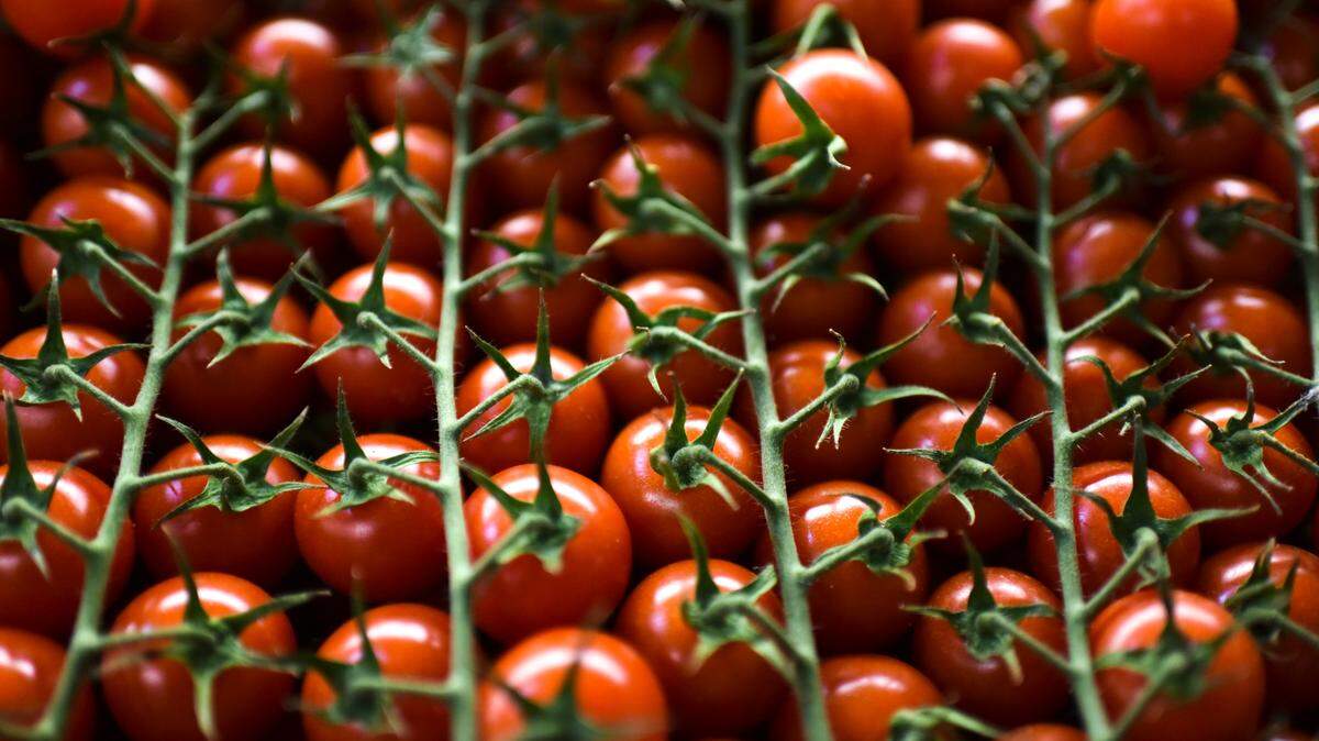 A police K-9 named Nuggetz detected 230 pounds of cocaine hidden in a load of tomatoes on a big rig stopped in Las Vegas, Nevada police say.