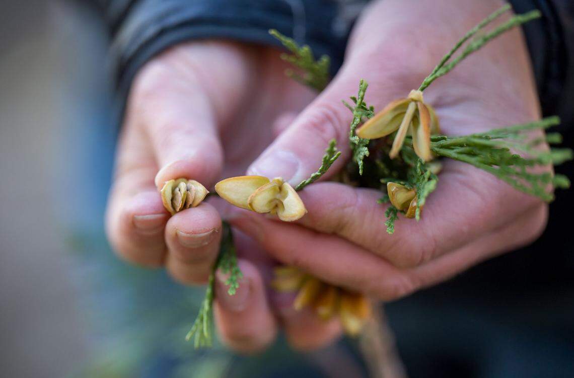 Forester Rachael Norton shows incense an cedar pine cone opened to reveal its seeds.