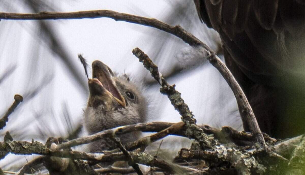 A bald eaglet peeks out of its nest near Lake Natoma in Orangevale on April 6.