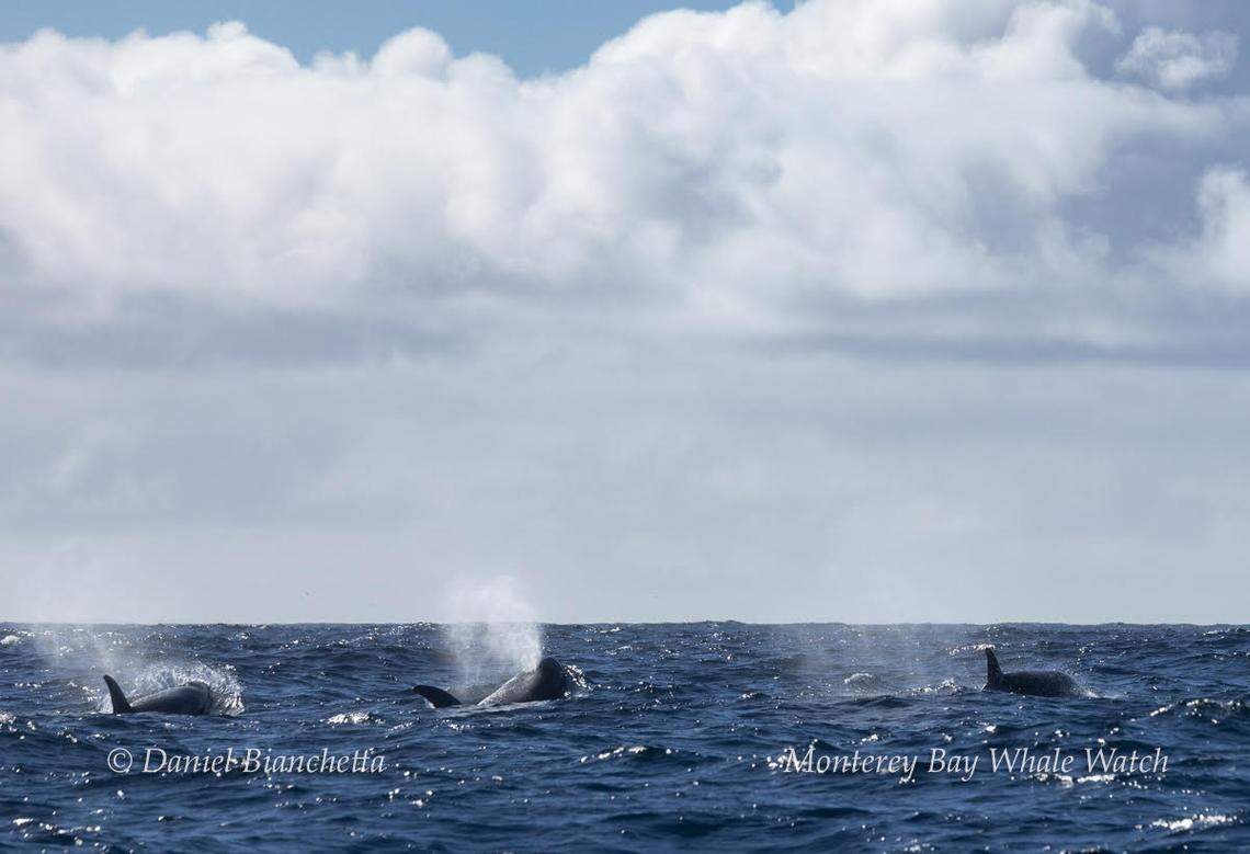 Experts said they last saw the orcas in December.