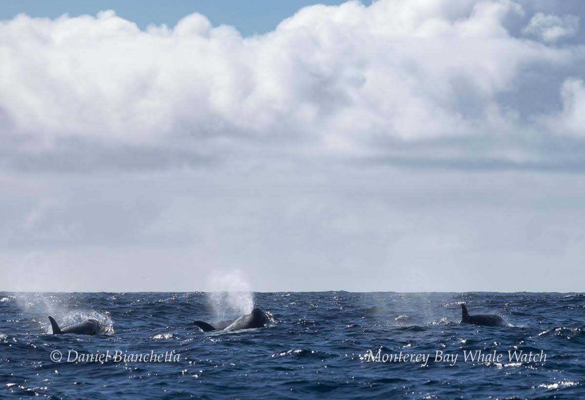 Experts said they last saw the orcas in December.