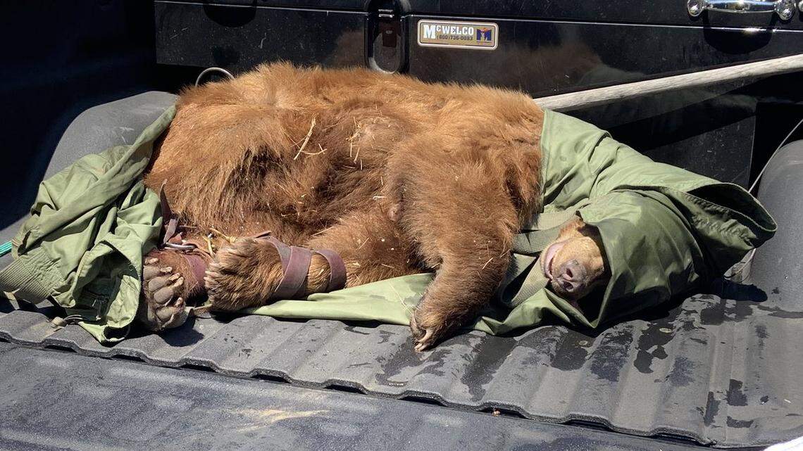 The bear was tranquilized and put in a truck.