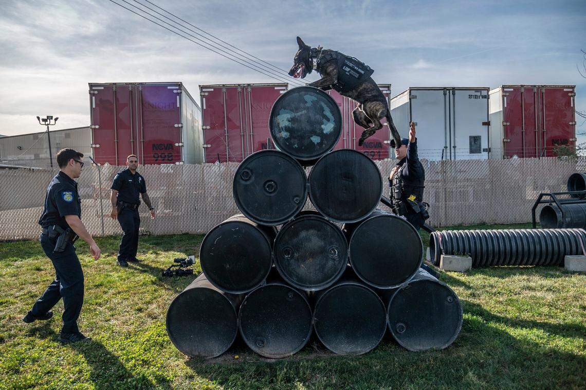 Groc, a K9 Unit dog for the Sacramento Police Department, performs a drill wearing a protective ballistic vest Wednesday, March 2, 2022. The vests were donated in response to the Nov. 5 injury of Sacramento Police K9 Ranger who was stabbed in the abdomen as officers took a suspect into custody.