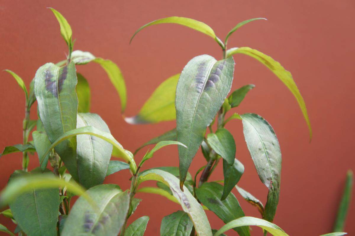 Rau răm’s long, peppery leaves are regularly eaten fresh in fish stews and chicken salads. It’s an up-and-coming ingredient according to local chef and culinary advisor Tyler Bond.