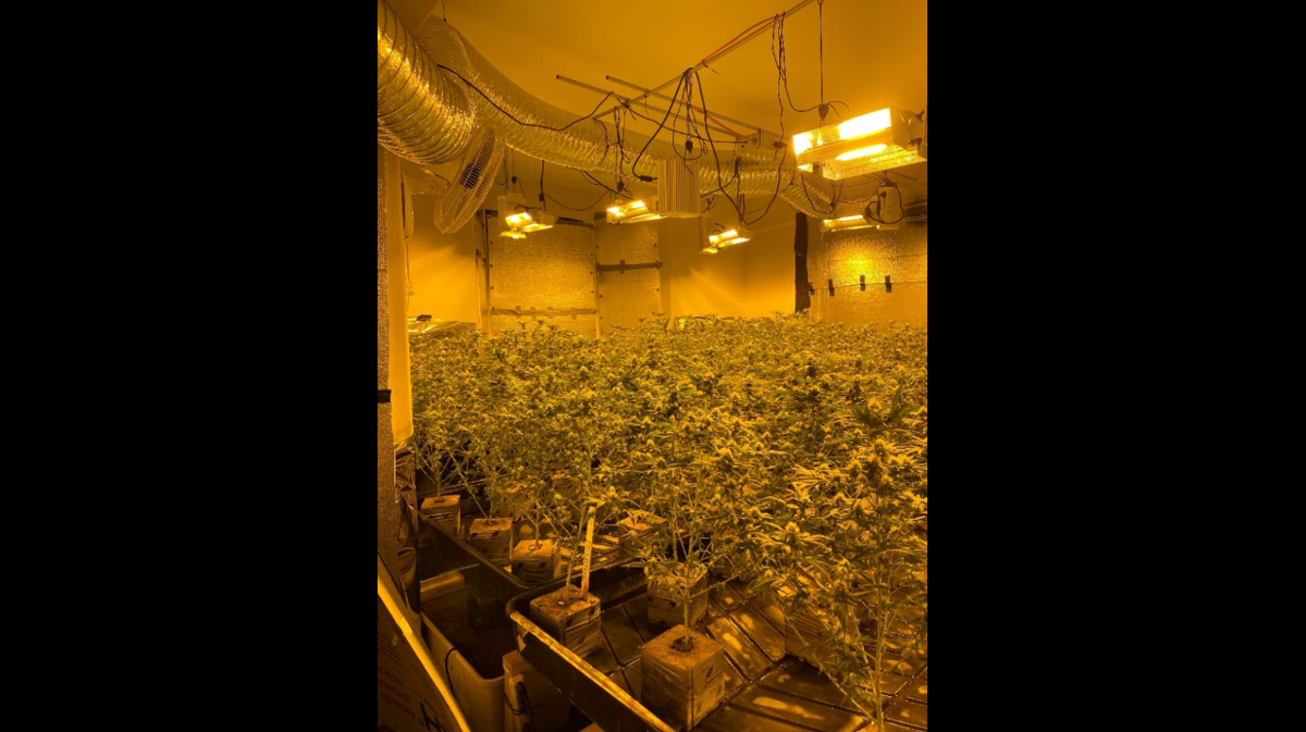The West Sacramento Police Department seized over 2,000 marijuana plants and $23,000 from three homes on Wednesday morning.