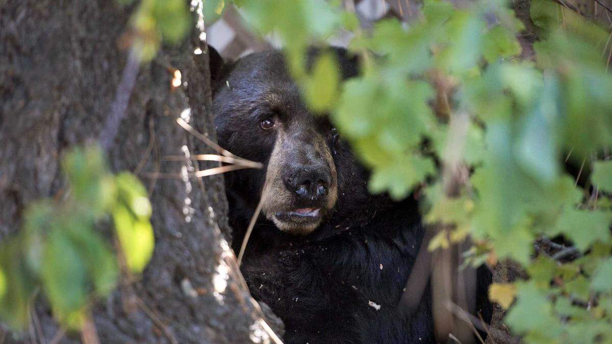A black bear hangs out in the safety of a pine tree and bushes behind a pizza restaurant in Kings Beach in 2013. Officials in Sierra County say a woman who died in November had been mauled to death, the first such attack by a black bear in the state’s history.