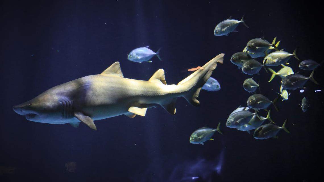A school of fish trail a shark in a New York Aquarium exhibit. On Friday, a 14-year-old boy’s close encounter with a shark prompted the closure of Huntington Beach in Southern California.