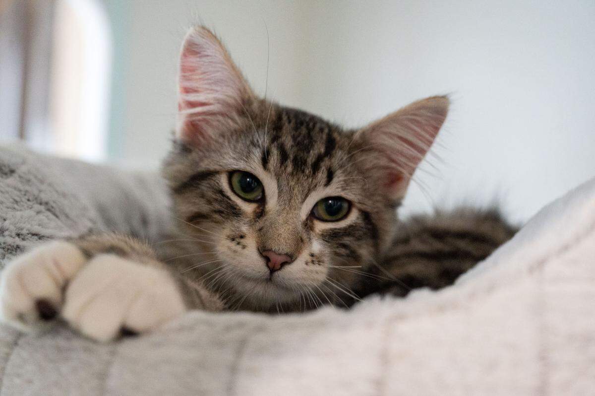 A kitten named Peter Pan rests in a bed at the Tabby Tea Cat Lounge & Adoption Center in Davis in December.
