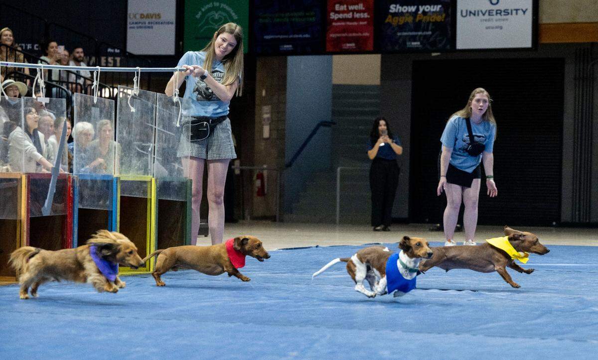 Dachshunds leap out of the gate during the Doxie Derby at UC Davis’ Picnic Day activities Saturday. The derby is hosted by the UC Davis School of Veterinary Medicine.