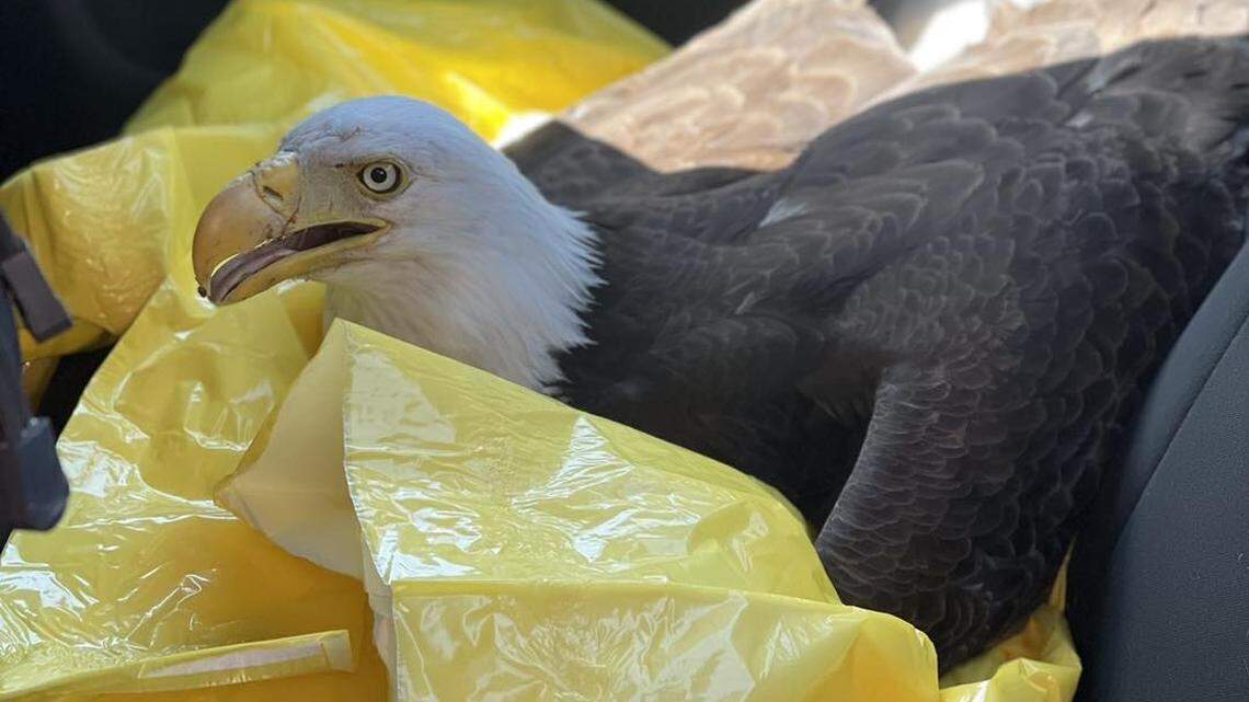 Other motorists rescued a bald eagle hit by a vehicle on Interstate 5 near the Oregon-California border, highway patrol officers say.