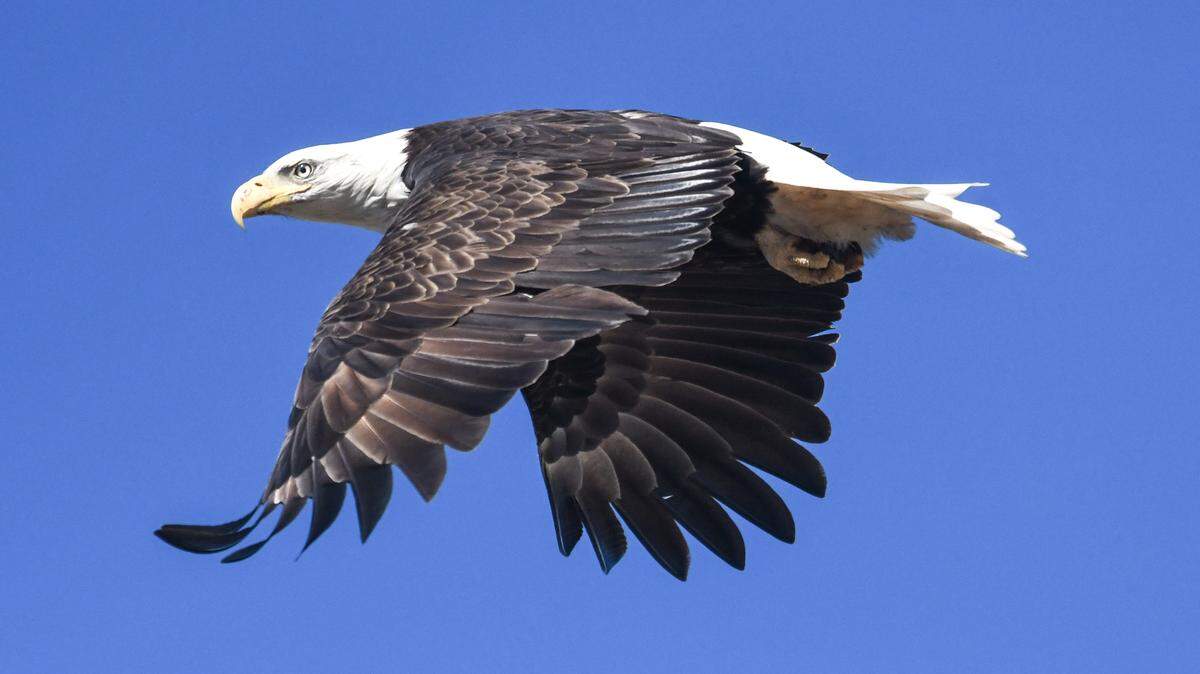 Bird watching continues to grow in popularity. Two Washington birders explain why the recreation is enjoyable and beneficial to mental health.