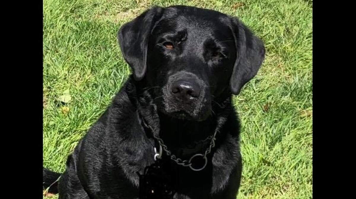 Levi, a retired airport K9, has been lost since Christmas Day and was last seen in Olivehurst.