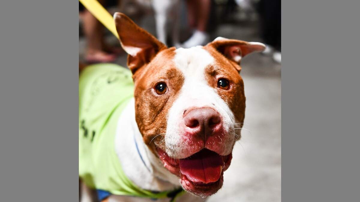St. Michael is a handsome Terrier/American Staffordshire mix. He may do well with a cat in the home with a slow introduction. If you are looking for a wonderful family dog, come and meet this fabulous dog today.