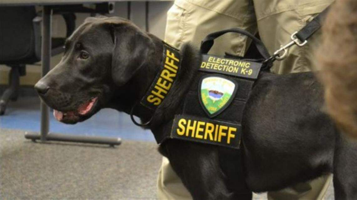 A “porn-sniffing dog” named URL died after years of busting crime in Utah, officials said.