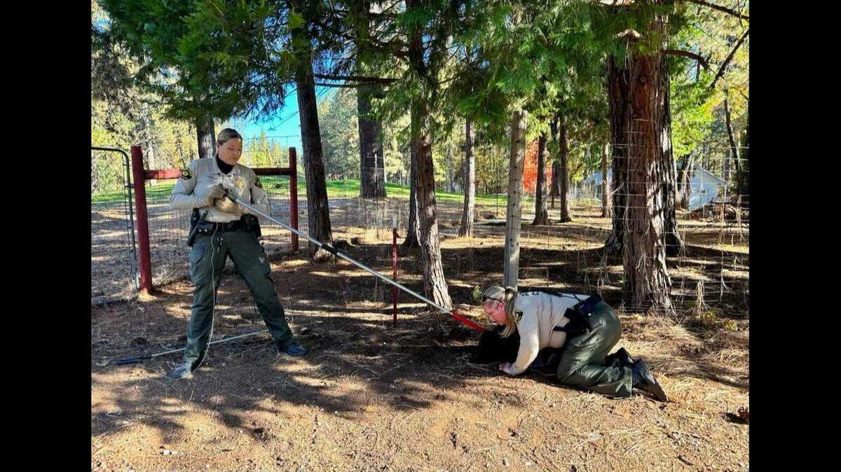 An arrow lodged in domestic pig this week caused it extensive injuries as it evaded concerned Nevada County residents, sheriff’s officials said. The pig was caught in Grass Valley and euthanized, as authorities investigate animal cruelty.