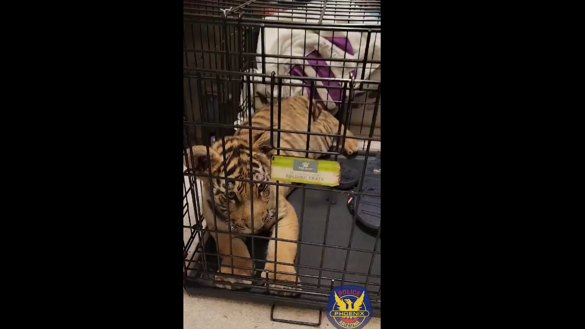 A man was arrested after listing a tiger cub for sale on social media, Arizona police said. 